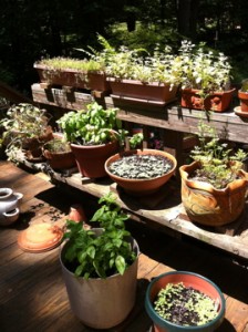 Herbs can be grown in the ground or in pots.