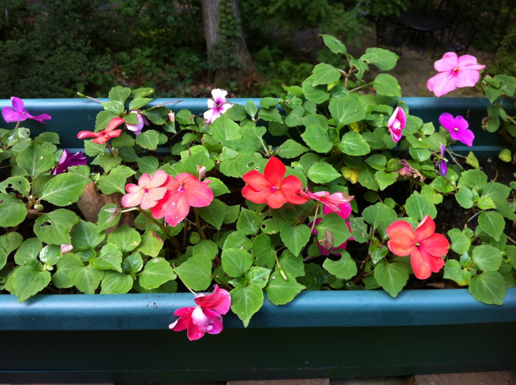 Impatiens are Dying Will they soon be Extinct? A