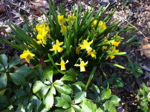Tete-a-tetes are tiny and lovely in the Spring