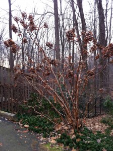 Oakleaf Hydrangea has gorgeous peeling bark in winter (Photo Credit: Adroit Ideals)