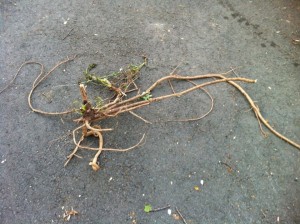 Look at the root system on this Devil's Walking Stick!!!