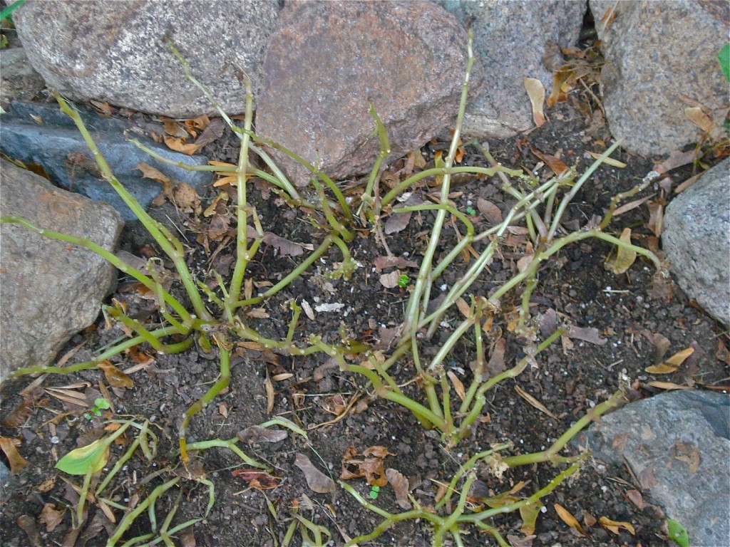 Impatiens are Dying — Will they soon be Extinct? A Gardener’s Delight