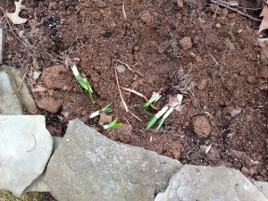 Those pesky squirrels have dug up my daffodil bulbs (Photo Credit: Adroit Ideals)