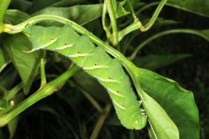 Hornworms love to eat anything in your garden! (Photo Credit: Purdue University)