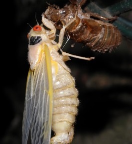 Adult cicada emerges (Photo Credit: Cicadamania.com)