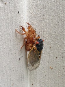 An adult cicada emerges from its nymph skin (Photo Credit: Adroit Ideals)
