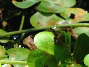 Tiny frog perches on a pond plant (Photo Credit: Adroit Ideals)