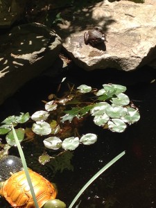 A frog guards the front pond above the lily pad.  Yes, the turtle is fake.  (Photo Credit: Adroit Ideals)