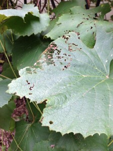 Japanese Beetle damage on a grape vine  (Photo Credit: Adroit Ideals)