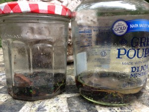 Knock off those Japanese Beetles into a glass jar filled with some rubbing alcohol!  (Photo Credit: Adroit Ideals)