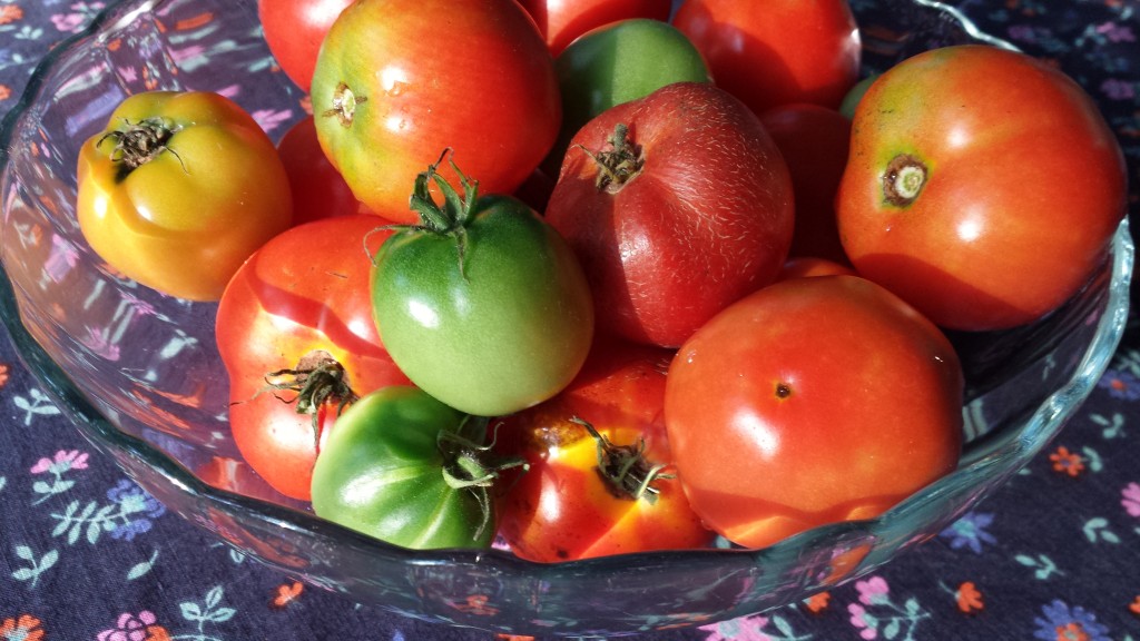 What to DO with All those Garden Tomatoes! A Gardener's Delight