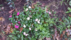 Impatiens that self-seeded this year in my garden haven't yet been affected by the impatiens blight!  (Photo Credit: Adroit Ideals)