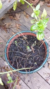 Remains of basil plants due to a disease (Photo Credit: Adroit Ideals)