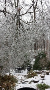 A wild dogwood branch is heavily laden with ice from a storm (Photo Credit: Adroit Ideals)