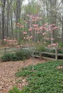 A Cherokee Brave Dogwood blooms in my front property