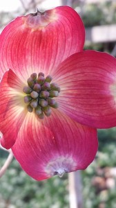 My favorite dogwood has deep pink flowers -- the Cherokee Brave dogwood
