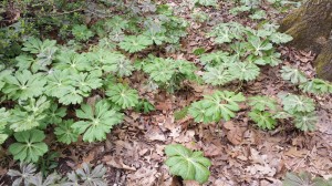 Mayapples are coming up in my fenced back yard.  They will have white flowers soon, and their apple-like fruit will set.