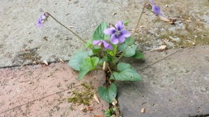 A little violet volunteer popped up in my patio