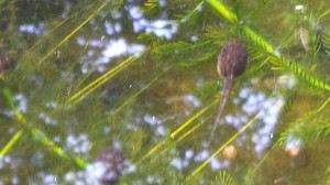 A tadpole in the whiskey barrel pond