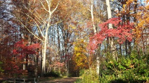 Fall color at the entrance to our driveway