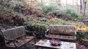 Autumn Princess azaleas are in bloom.  Leaf cleanup in progress.