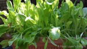 Baby greens growing nicely in window box planters on my deck railing (Photo Credit: Adroit Ideals)