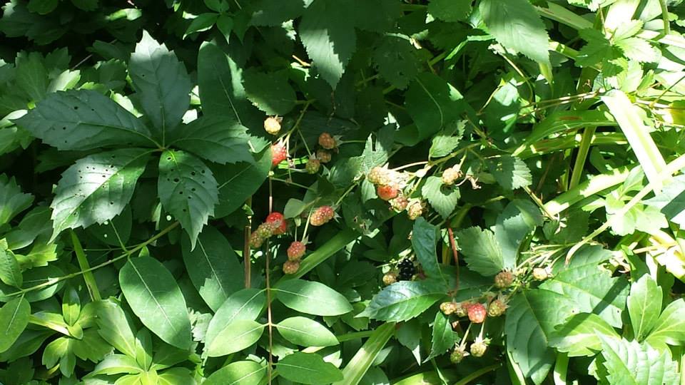 Wild Blackberries growing in my "weed patch" in the front yard (Photo Credit: Adroit Ideals)