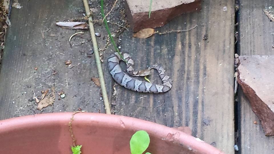 A baby copperhead snake was hiding underneath a pot.  Not a good surprise for me!  Note its yellow tail.   (Photo Credit: Adroit Ideals)