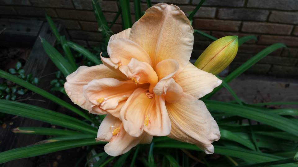 A double peach daylily bloom (Photo Credit: Adroit Ideals)