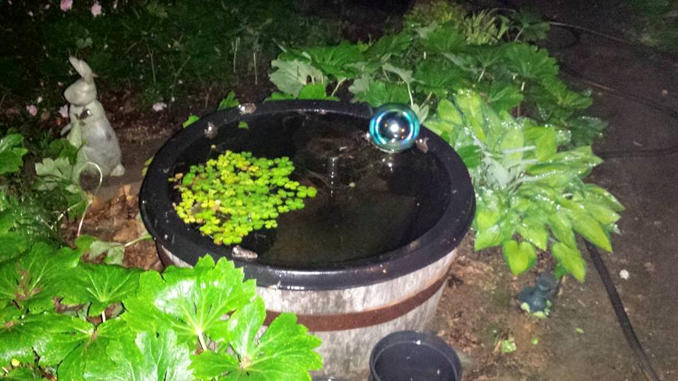 One evening it was "Frog City" on top of the whiskey barrel pond.  A lot of eggs were laid as well.   (Photo Credit: Adroit Ideals)