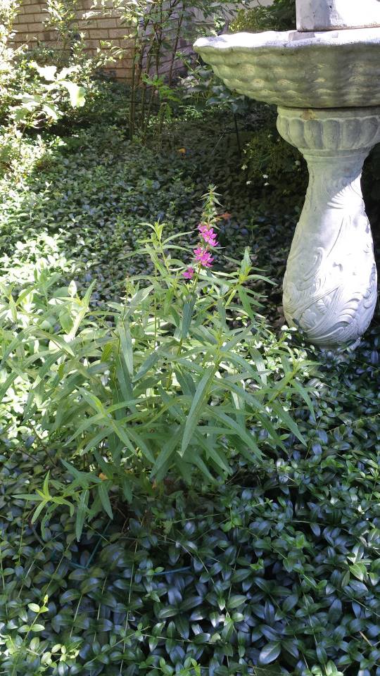 Purple Loosestrife has a few blooms before the deer ate them all (Photo Credit: Adroit Ideals)
