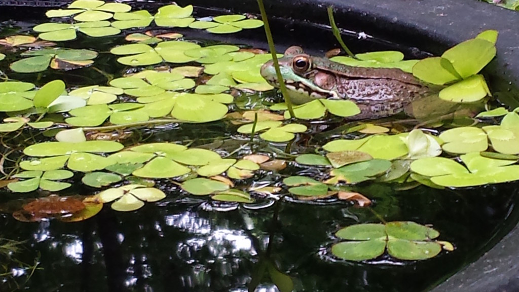 A frog in my whiskey barrel pond