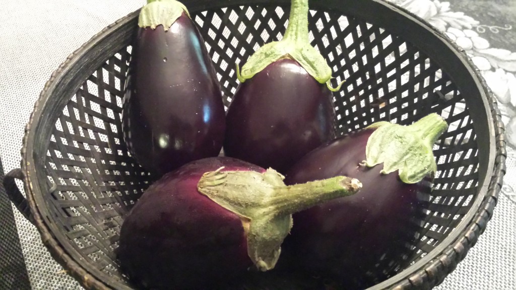 Purple eggplants from my neighbor's garden