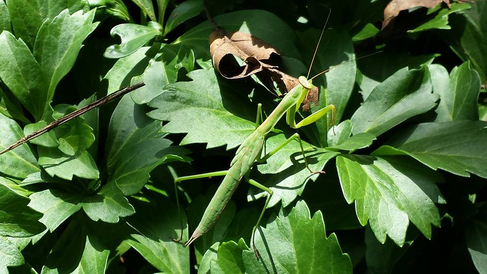 Green Praying Mantis waiting for prey