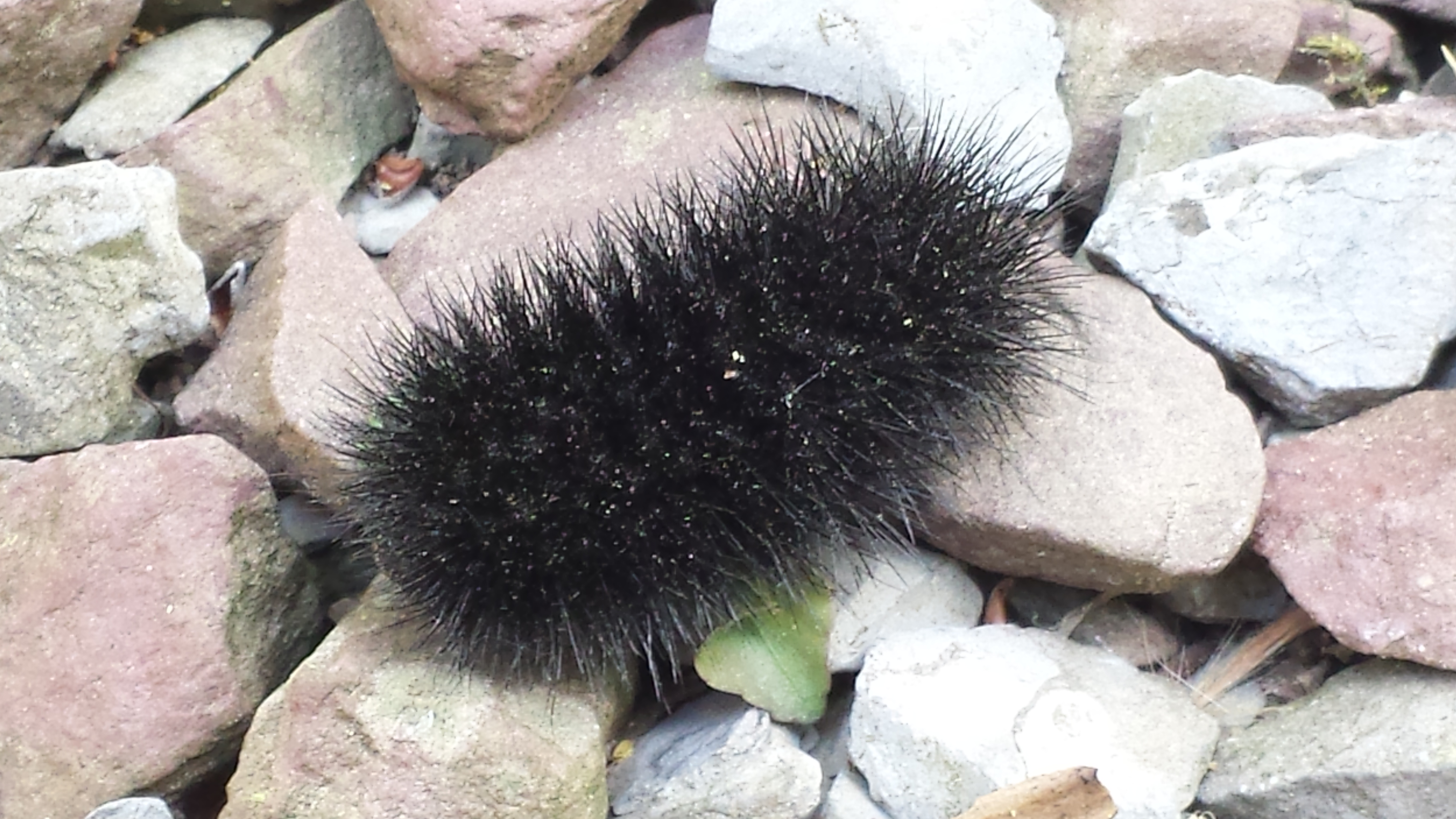 So what happens when you find a solid BLACK woolly bear?