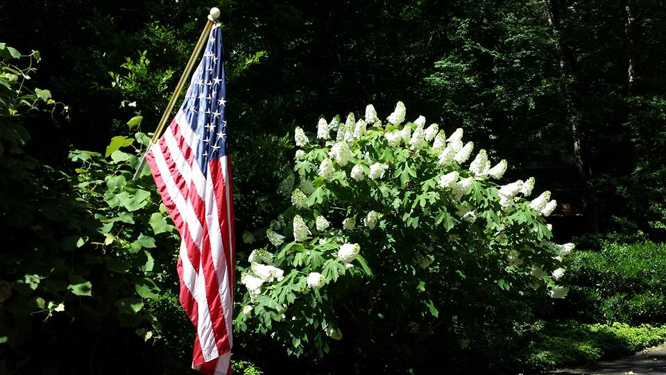 My lovely oak leaf hydrangeas helped celebrate Flag Day -- just like soldiers at attention