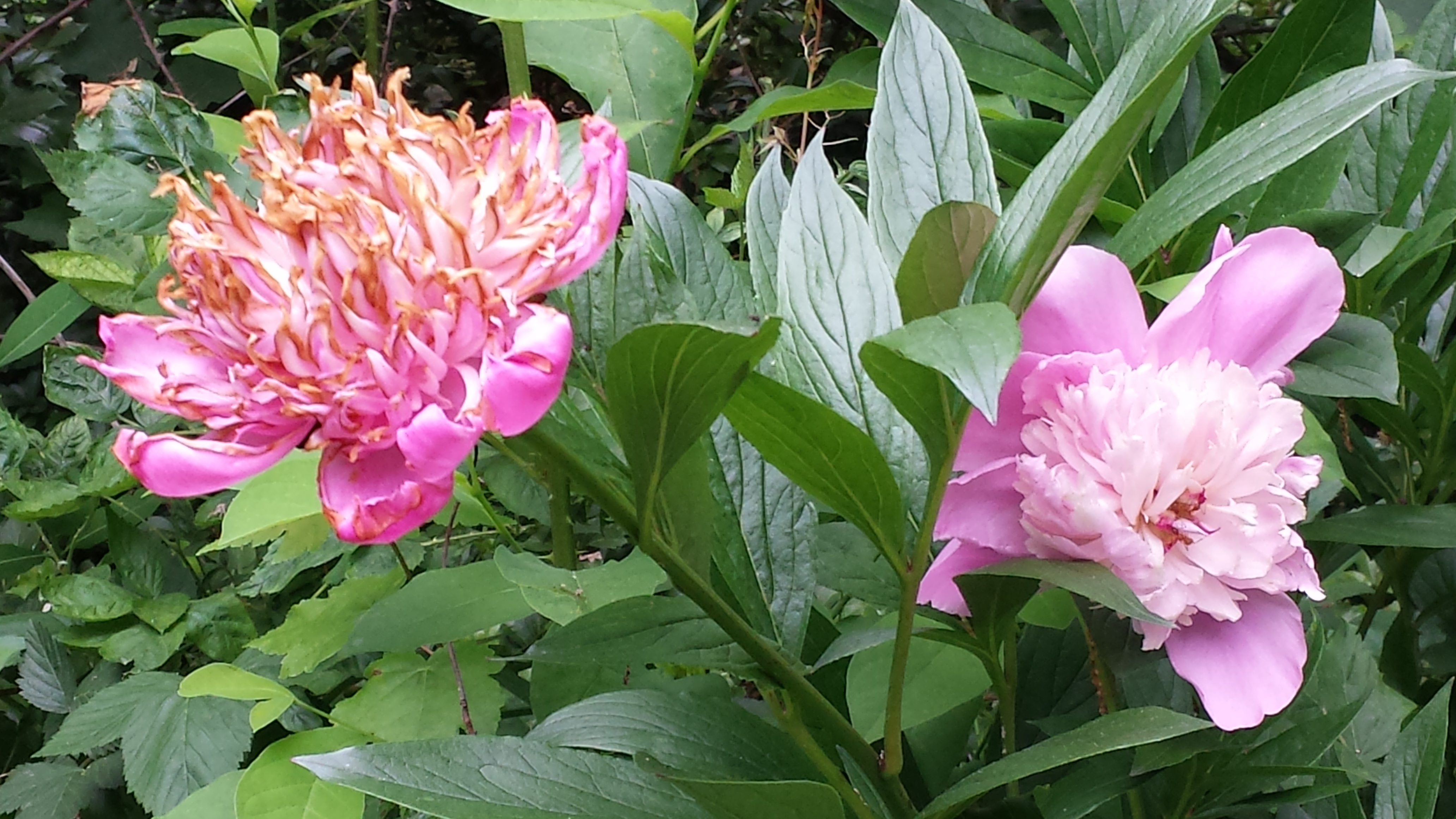 My peonies all bloomed and turned brown fairly quickly this year