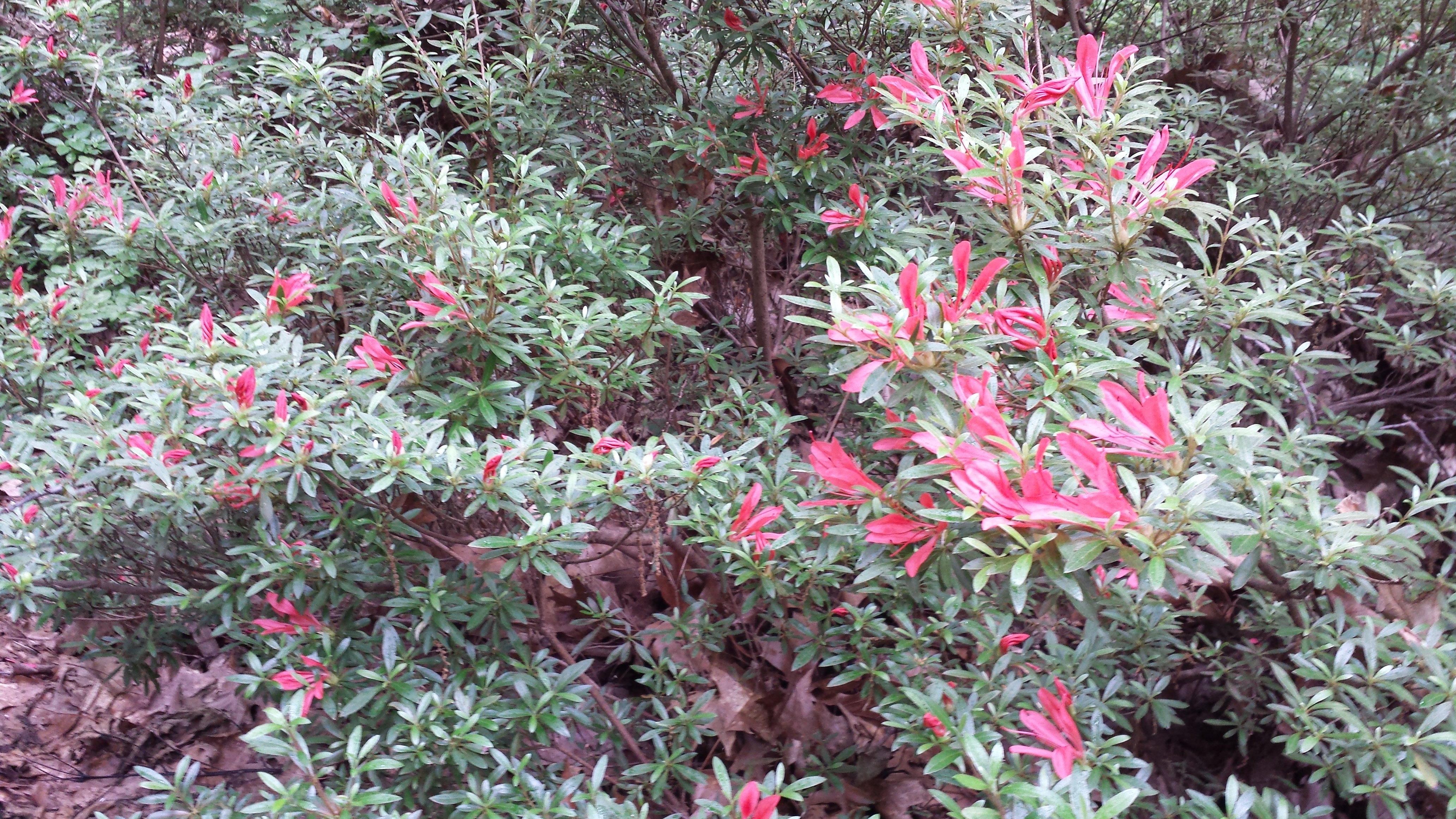 This cinnabar azalea is grown for its foliage, not for its unique flowers -- I like the flowers, too!