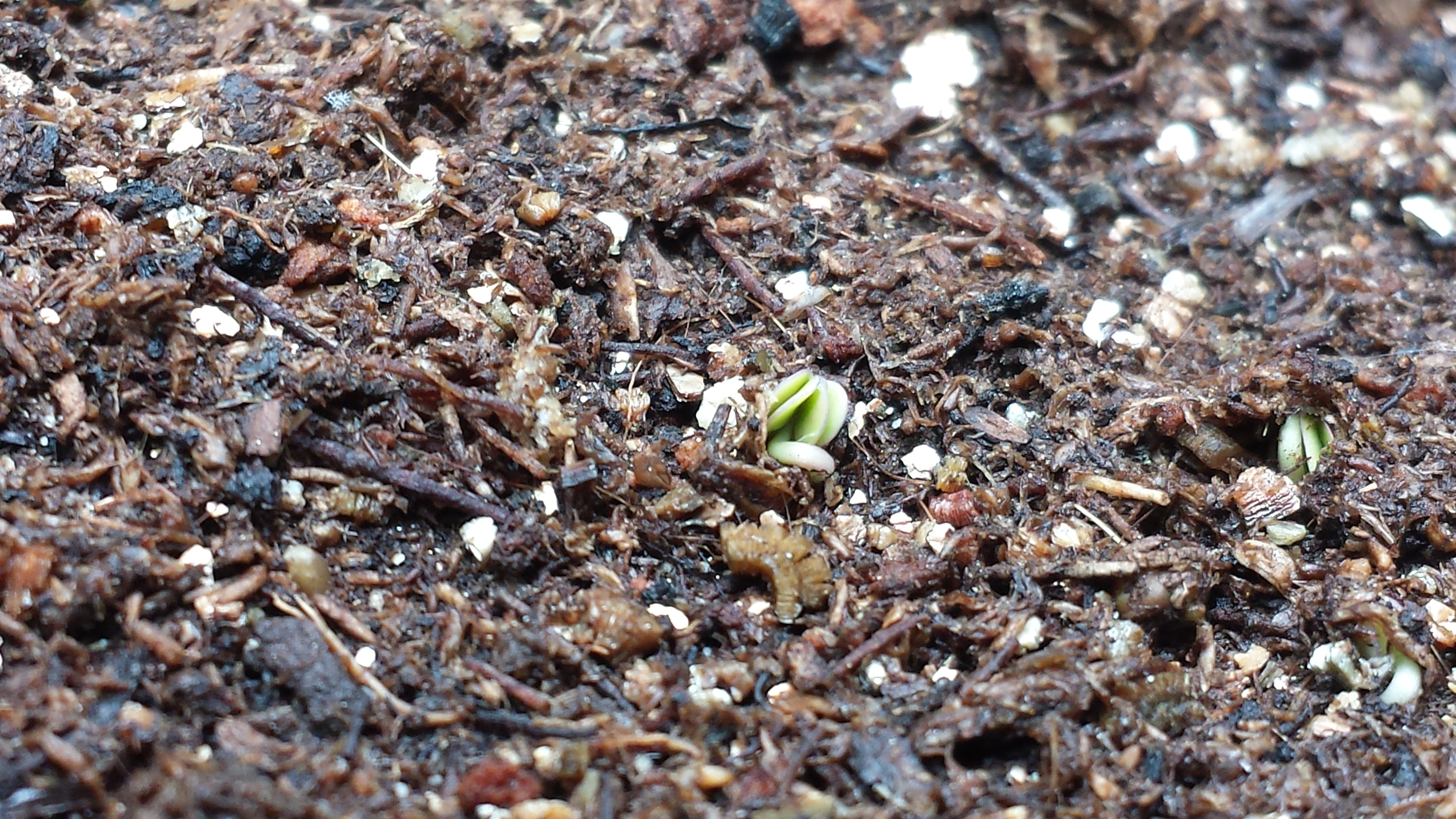 Baby arugula sprouts peek through the soil