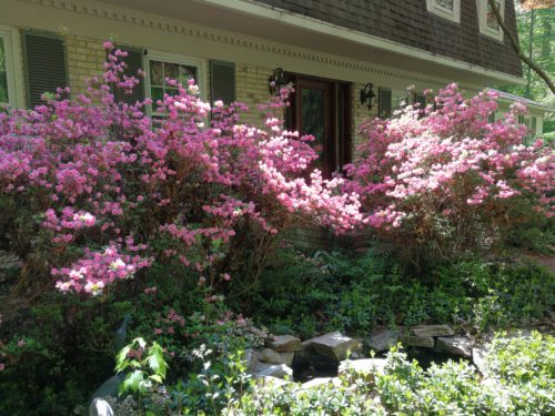 Front pink azaleas blooming