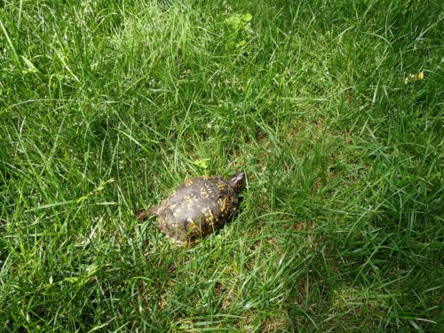 Woodland box turtle wanders through grass