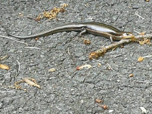 A five lined skink