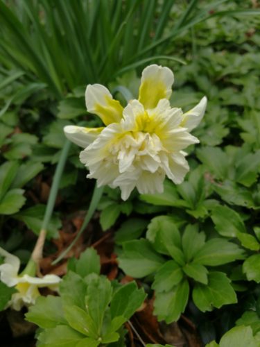 Double yellow and white daffodil flower