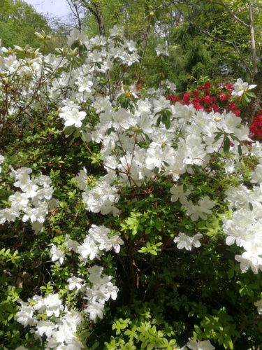 White and red azaleas bloom