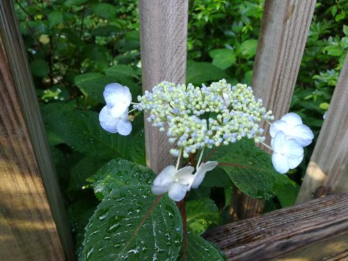 Lady in Red hydrangea lace cap flower begins with a blue hue