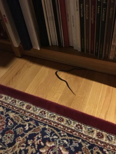 Snake in our house