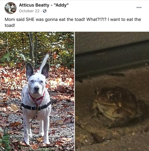 Addy wants the toad