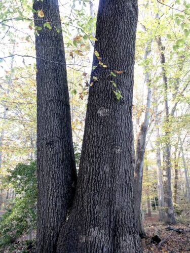 Oak Tree Disease 