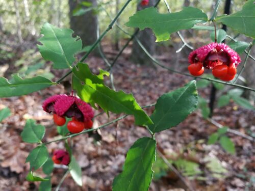 Euonymus Berries